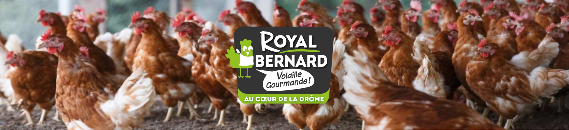 Royal Bernard®