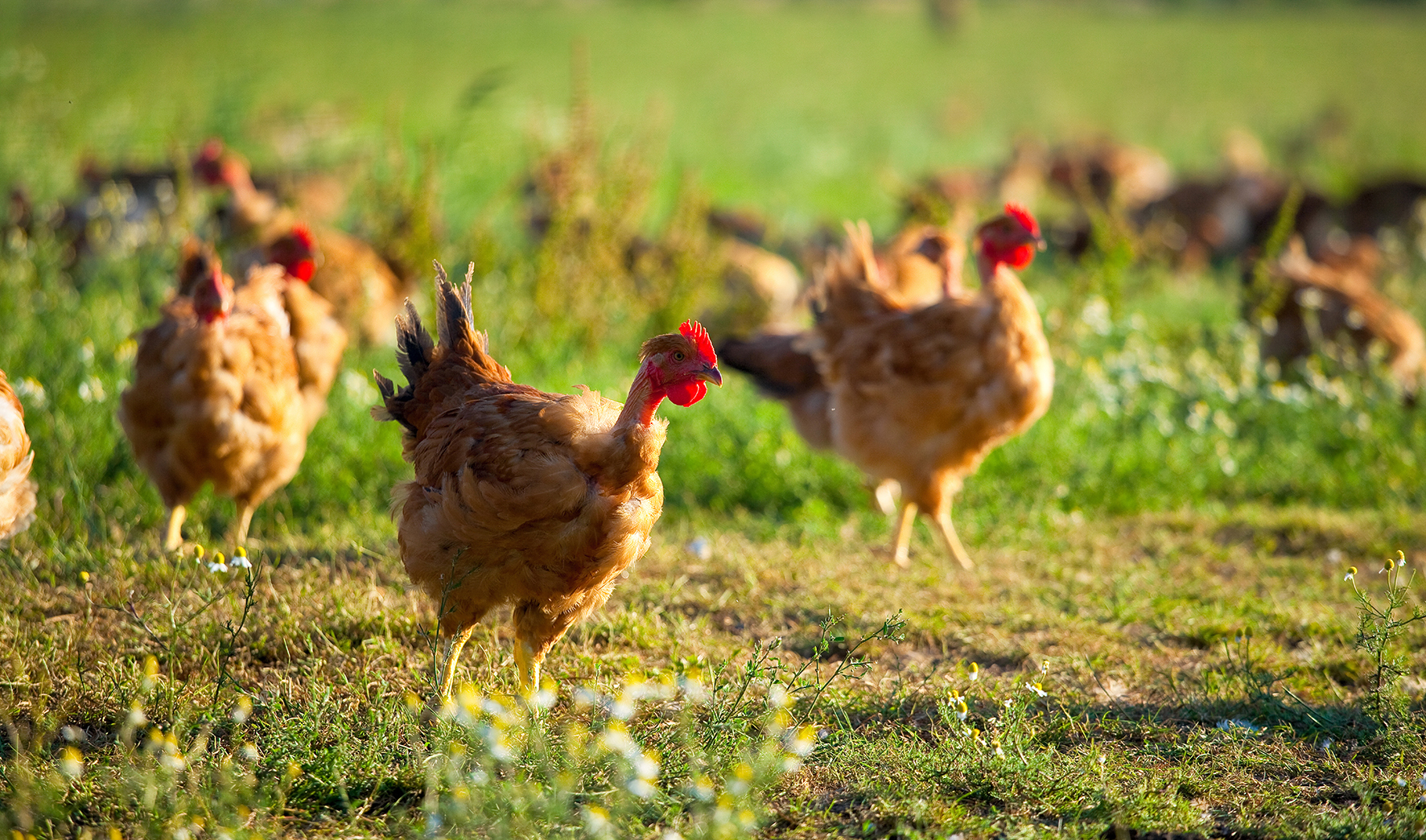 Poulet fermier élevé en plein air